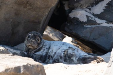 Sahilde deniz aslanları, Patagonya Arjantin