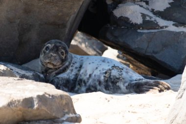 Kayanın üzerinde mühür