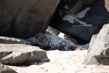 Sahili mühürleyin.