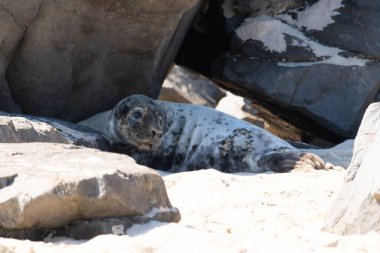 Sahilde fok balıkları var.