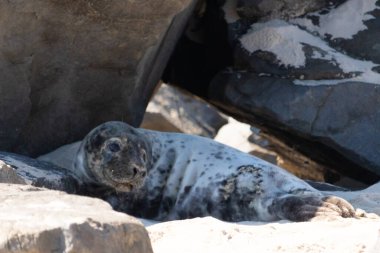 Galapagos Adaları sahilindeki Deniz Aslanları