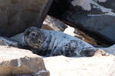 Kayalara mühür vurun.