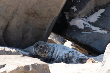 Helgoland 'i mühürleyin.