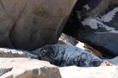 San Juan sur California 'daki Pasifik Okyanusu sahilindeki deniz aslanı.