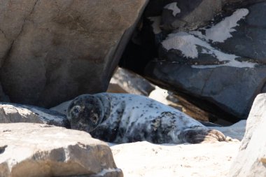 Bu fotoğrafı çektiğimde kumsalın gölgesinde dinlenen şirin bir fok balığı. Bu beyaz vücuttaki siyah noktalar onun sadece bir buzağı olduğunu gösteriyor. Bu küçük bebeğin büyük siyah gözleri ve bıyıkları var. Beyaz ve benekli vücudu neredeyse yumuşak görünüyor..