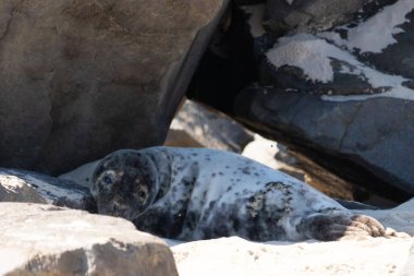 Bu fotoğrafı çektiğimde kumsalın gölgesinde dinlenen şirin bir fok balığı. Bu beyaz vücuttaki siyah noktalar onun sadece bir buzağı olduğunu gösteriyor. Bu küçük bebeğin büyük siyah gözleri ve bıyıkları var. Beyaz ve benekli vücudu neredeyse yumuşak görünüyor..