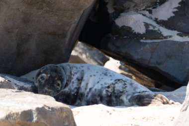 Bu fotoğrafı çektiğimde kumsalın gölgesinde dinlenen şirin bir fok balığı. Bu beyaz vücuttaki siyah noktalar onun sadece bir buzağı olduğunu gösteriyor. Bu küçük bebeğin büyük siyah gözleri ve bıyıkları var. Beyaz ve benekli vücudu neredeyse yumuşak görünüyor..