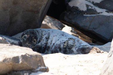 Bu fotoğrafı çektiğimde kumsalın gölgesinde dinlenen şirin bir fok balığı. Bu beyaz vücuttaki siyah noktalar onun sadece bir buzağı olduğunu gösteriyor. Bu küçük bebeğin büyük siyah gözleri ve bıyıkları var. Beyaz ve benekli vücudu neredeyse yumuşak görünüyor..