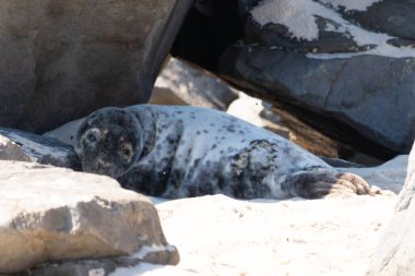 Bu fotoğrafı çektiğimde kumsalın gölgesinde dinlenen şirin bir fok balığı. Bu beyaz vücuttaki siyah noktalar onun sadece bir buzağı olduğunu gösteriyor. Bu küçük bebeğin büyük siyah gözleri ve bıyıkları var. Beyaz ve benekli vücudu neredeyse yumuşak görünüyor..