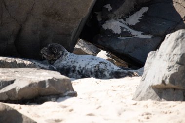 Bu fotoğrafı çektiğimde kumsalın gölgesinde dinlenen şirin bir fok balığı. Bu beyaz vücuttaki siyah noktalar onun sadece bir buzağı olduğunu gösteriyor. Bu küçük bebeğin büyük siyah gözleri ve bıyıkları var. Beyaz ve benekli vücudu neredeyse yumuşak görünüyor..