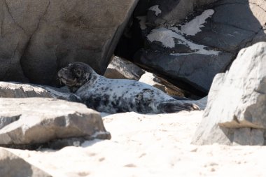 Bu fotoğrafı çektiğimde kumsalın gölgesinde dinlenen şirin bir fok balığı. Bu beyaz vücuttaki siyah noktalar onun sadece bir buzağı olduğunu gösteriyor. Bu küçük bebeğin büyük siyah gözleri ve bıyıkları var. Beyaz ve benekli vücudu neredeyse yumuşak görünüyor..