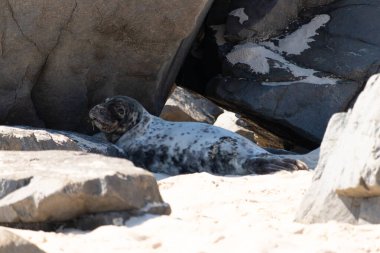 Bu fotoğrafı çektiğimde kumsalın gölgesinde dinlenen şirin bir fok balığı. Bu beyaz vücuttaki siyah noktalar onun sadece bir buzağı olduğunu gösteriyor. Bu küçük bebeğin büyük siyah gözleri ve bıyıkları var. Beyaz ve benekli vücudu neredeyse yumuşak görünüyor..