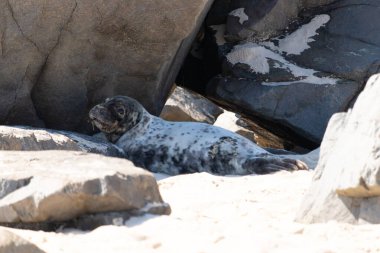 Bu fotoğrafı çektiğimde kumsalın gölgesinde dinlenen şirin bir fok balığı. Bu beyaz vücuttaki siyah noktalar onun sadece bir buzağı olduğunu gösteriyor. Bu küçük bebeğin büyük siyah gözleri ve bıyıkları var. Beyaz ve benekli vücudu neredeyse yumuşak görünüyor..