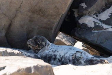 Bu fotoğrafı çektiğimde kumsalın gölgesinde dinlenen şirin bir fok balığı. Bu beyaz vücuttaki siyah noktalar onun sadece bir buzağı olduğunu gösteriyor. Bu küçük bebeğin büyük siyah gözleri ve bıyıkları var. Beyaz ve benekli vücudu neredeyse yumuşak görünüyor..