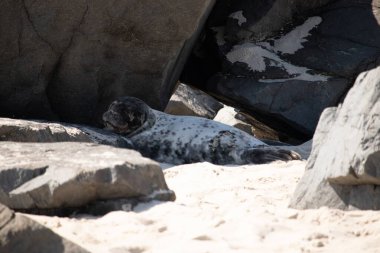 Bu fotoğrafı çektiğimde kumsalın gölgesinde dinlenen şirin bir fok balığı. Bu beyaz vücuttaki siyah noktalar onun sadece bir buzağı olduğunu gösteriyor. Bu küçük bebeğin büyük siyah gözleri ve bıyıkları var. Beyaz ve benekli vücudu neredeyse yumuşak görünüyor..