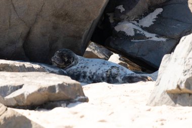 Bu fotoğrafı çektiğimde kumsalın gölgesinde dinlenen şirin bir fok balığı. Bu beyaz vücuttaki siyah noktalar onun sadece bir buzağı olduğunu gösteriyor. Bu küçük bebeğin büyük siyah gözleri ve bıyıkları var. Beyaz ve benekli vücudu neredeyse yumuşak görünüyor..
