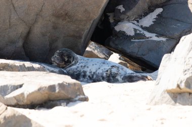Bu fotoğrafı çektiğimde kumsalın gölgesinde dinlenen şirin bir fok balığı. Bu beyaz vücuttaki siyah noktalar onun sadece bir buzağı olduğunu gösteriyor. Bu küçük bebeğin büyük siyah gözleri ve bıyıkları var. Beyaz ve benekli vücudu neredeyse yumuşak görünüyor..