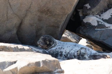 Bu fotoğrafı çektiğimde kumsalın gölgesinde dinlenen şirin bir fok balığı. Bu beyaz vücuttaki siyah noktalar onun sadece bir buzağı olduğunu gösteriyor. Bu küçük bebeğin büyük siyah gözleri ve bıyıkları var. Beyaz ve benekli vücudu neredeyse yumuşak görünüyor..