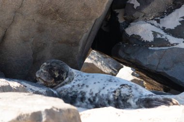 Bu fotoğrafı çektiğimde kumsalın gölgesinde dinlenen şirin bir fok balığı. Bu beyaz vücuttaki siyah noktalar onun sadece bir buzağı olduğunu gösteriyor. Bu küçük bebeğin büyük siyah gözleri ve bıyıkları var. Beyaz ve benekli vücudu neredeyse yumuşak görünüyor..