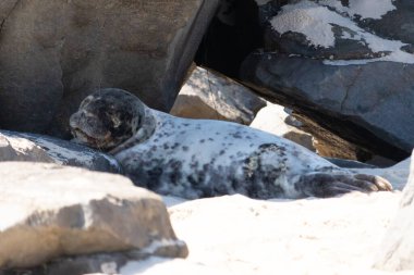Bu fotoğrafı çektiğimde kumsalın gölgesinde dinlenen şirin bir fok balığı. Bu beyaz vücuttaki siyah noktalar onun sadece bir buzağı olduğunu gösteriyor. Bu küçük bebeğin büyük siyah gözleri ve bıyıkları var. Beyaz ve benekli vücudu neredeyse yumuşak görünüyor..