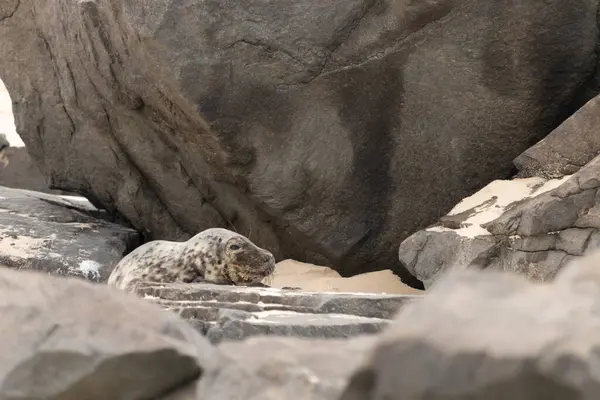 Bu fotoğrafı çektiğimde kumsalın gölgesinde dinlenen şirin bir fok balığı. Bu beyaz vücuttaki siyah noktalar onun sadece bir buzağı olduğunu gösteriyor. Bu küçük bebeğin büyük siyah gözleri ve bıyıkları var..