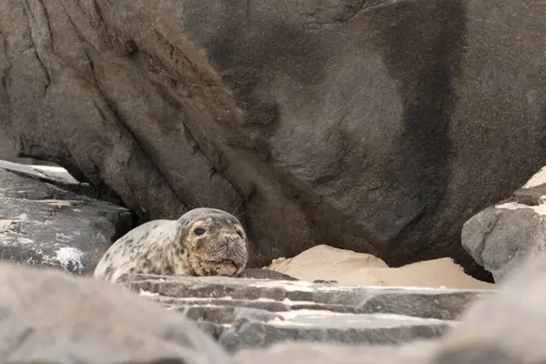 Bu fotoğrafı çektiğimde kumsalda güneşlenen şirin bir fok balığı. Bu beyaz vücuttaki siyah noktalar onun sadece bir buzağı olduğunu gösteriyor. Bu küçük bebeğin büyük siyah gözleri ve bıyıkları var..