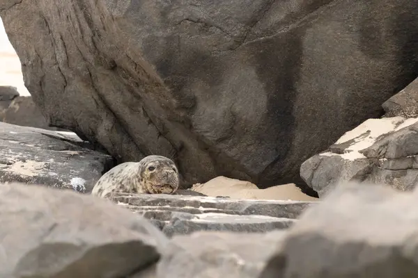 Bu fotoğrafı çektiğimde kumsalda güneşlenen şirin bir fok balığı. Bu beyaz vücuttaki siyah noktalar onun sadece bir buzağı olduğunu gösteriyor. Bu küçük bebeğin büyük siyah gözleri ve bıyıkları var..