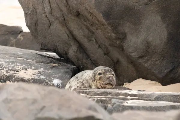 Bu fotoğrafı çektiğimde kumsalda güneşlenen şirin bir fok balığı. Bu beyaz vücuttaki siyah noktalar onun sadece bir buzağı olduğunu gösteriyor. Bu küçük bebeğin büyük siyah gözleri ve bıyıkları var..