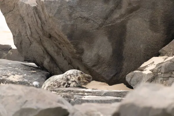 Bu fotoğrafı çektiğimde kumsalda güneşlenen şirin bir fok balığı. Bu beyaz vücuttaki siyah noktalar onun sadece bir buzağı olduğunu gösteriyor. Bu küçük bebeğin büyük siyah gözleri ve bıyıkları var..