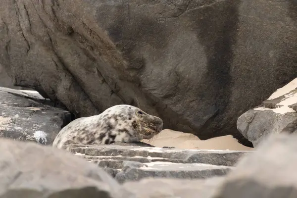 Bu fotoğrafı çektiğimde kumsalda güneşlenen şirin bir fok balığı. Bu beyaz vücuttaki siyah noktalar onun sadece bir buzağı olduğunu gösteriyor. Bu küçük bebeğin büyük siyah gözleri ve bıyıkları var..