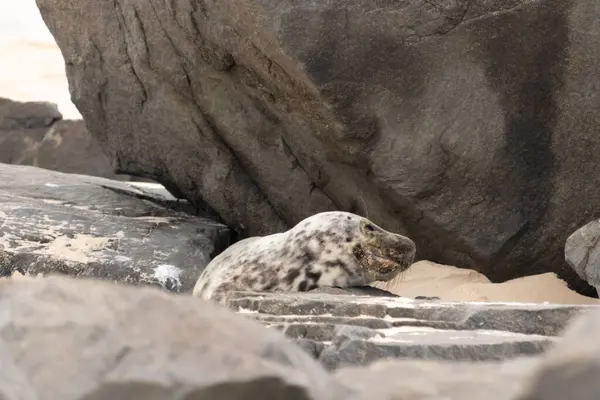 Bu fotoğrafı çektiğimde kumsalda güneşlenen şirin bir fok balığı. Bu beyaz vücuttaki siyah noktalar onun sadece bir buzağı olduğunu gösteriyor. Bu küçük bebeğin büyük siyah gözleri ve bıyıkları var..