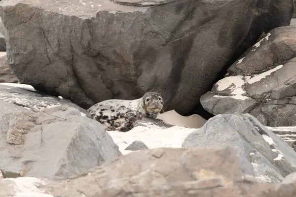Bu fotoğrafı çektiğimde kumsalda güneşlenen şirin bir fok balığı. Bu beyaz vücuttaki siyah noktalar onun sadece bir buzağı olduğunu gösteriyor. Bu küçük bebeğin büyük siyah gözleri ve bıyıkları var..