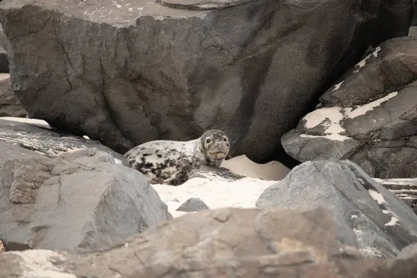 Bu fotoğrafı çektiğimde kumsalda güneşlenen şirin bir fok balığı. Bu beyaz vücuttaki siyah noktalar onun sadece bir buzağı olduğunu gösteriyor. Bu küçük bebeğin büyük siyah gözleri ve bıyıkları var..