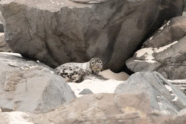 Bu fotoğrafı çektiğimde kumsalda güneşlenen şirin bir fok balığı. Bu beyaz vücuttaki siyah noktalar onun sadece bir buzağı olduğunu gösteriyor. Bu küçük bebeğin büyük siyah gözleri ve bıyıkları var..