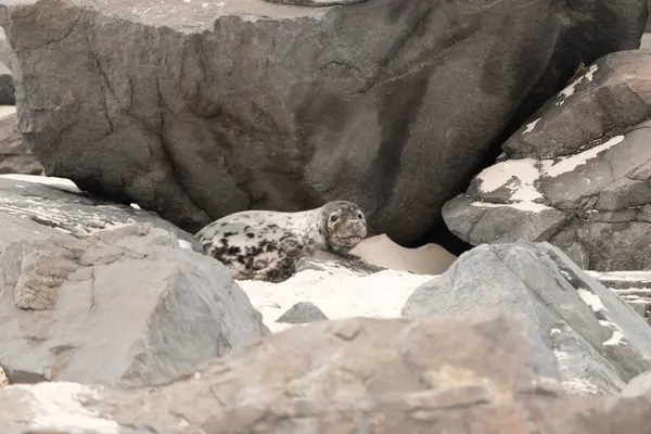 Bu fotoğrafı çektiğimde kumsalda güneşlenen şirin bir fok balığı. Bu beyaz vücuttaki siyah noktalar onun sadece bir buzağı olduğunu gösteriyor. Bu küçük bebeğin büyük siyah gözleri ve bıyıkları var..