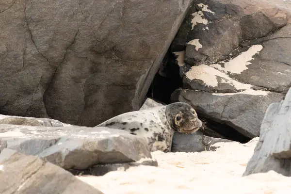 Bu fotoğrafı çektiğimde kumsalda güneşlenen şirin bir fok balığı. Bu beyaz vücuttaki siyah noktalar onun sadece bir buzağı olduğunu gösteriyor. Bu küçük bebeğin büyük siyah gözleri ve bıyıkları var..