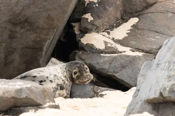 Bu fotoğrafı çektiğimde kumsalda güneşlenen şirin bir fok balığı. Bu beyaz vücuttaki siyah noktalar onun sadece bir buzağı olduğunu gösteriyor. Bu küçük bebeğin büyük siyah gözleri ve bıyıkları var..