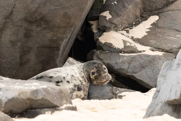 Bu fotoğrafı çektiğimde kumsalda güneşlenen şirin bir fok balığı. Bu beyaz vücuttaki siyah noktalar onun sadece bir buzağı olduğunu gösteriyor. Bu küçük bebeğin büyük siyah gözleri ve bıyıkları var..