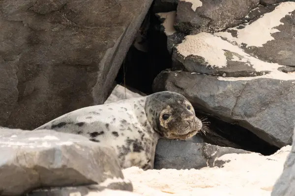 Bu fotoğrafı çektiğimde kumsalda güneşlenen şirin bir fok balığı. Bu beyaz vücuttaki siyah noktalar onun sadece bir buzağı olduğunu gösteriyor. Bu küçük bebeğin büyük siyah gözleri ve bıyıkları var..