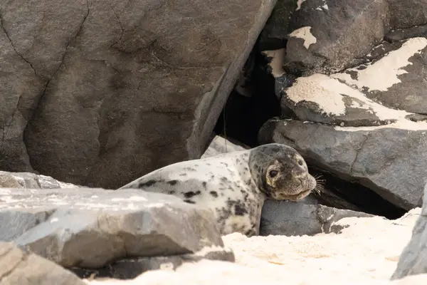 Bu fotoğrafı çektiğimde kumsalda güneşlenen şirin bir fok balığı. Bu beyaz vücuttaki siyah noktalar onun sadece bir buzağı olduğunu gösteriyor. Bu küçük bebeğin büyük siyah gözleri ve bıyıkları var..