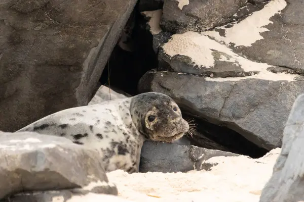 Bu fotoğrafı çektiğimde kumsalda güneşlenen şirin bir fok balığı. Bu beyaz vücuttaki siyah noktalar onun sadece bir buzağı olduğunu gösteriyor. Bu küçük bebeğin büyük siyah gözleri ve bıyıkları var..