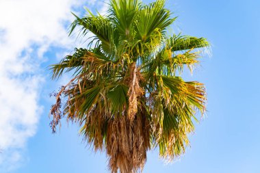 Yalnız bir palmiye ağacı parlak mavi bir gökyüzüne karşı duruyor. Yapraklar yayılıyor, yeşil ve kahverenginin çeşitli tonlarıyla detaylandırılmış, altında sağlam bir gövde var. Arkaplanda birkaç ince bulut sürükleniyor, canlı sahneye doku ekliyor.