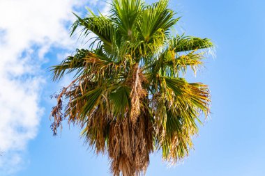 Yalnız bir palmiye ağacı parlak mavi bir gökyüzüne karşı duruyor. Yapraklar yayılıyor, yeşil ve kahverenginin çeşitli tonlarıyla detaylandırılmış, altında sağlam bir gövde var. Arkaplanda birkaç ince bulut sürükleniyor, canlı sahneye doku ekliyor.