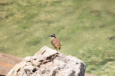 Kayalık yüzeyde tünemiş Büyük Kiskadee kuşunun profil görüntüsü. Kuşun ayırt edici sarı karnı, kahverengi kanatları ve siyah-beyaz kafa işaretleri yumuşak odaklı, canlı yeşil arka planda açıkça görülebiliyor ve doğal ortamını vurguluyor..