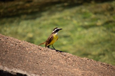 Kayalık yüzeyde tünemiş Büyük Kiskadee kuşunun profil görüntüsü. Kuşun ayırt edici sarı karnı, kahverengi kanatları ve siyah-beyaz kafa işaretleri yumuşak odaklı, canlı yeşil arka planda açıkça görülebiliyor ve doğal ortamını vurguluyor..