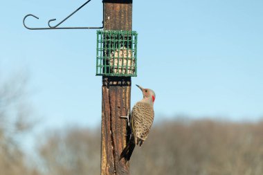 Güzel kuzey titreşimli süet almak için dışarı çıktı. O büyük bir ağaçkakan türüdür. Onun altın renkli tüyleri güneşte biraz parlıyor. Tüylerindeki siyah benekler kamuflaja yardımcı oluyor..