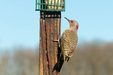 Güzel kuzey titreşimli süet almak için dışarı çıktı. O büyük bir ağaçkakan türüdür. Onun altın renkli tüyleri güneşte biraz parlıyor. Tüylerindeki siyah benekler kamuflaja yardımcı oluyor..