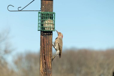 Güzel kuzey titreşimli süet almak için dışarı çıktı. O büyük bir ağaçkakan türüdür. Onun altın renkli tüyleri güneşte biraz parlıyor. Tüylerindeki siyah benekler kamuflaja yardımcı oluyor..