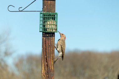 Güzel kuzey titreşimli süet almak için dışarı çıktı. O büyük bir ağaçkakan türüdür. Onun altın renkli tüyleri güneşte biraz parlıyor. Tüylerindeki siyah benekler kamuflaja yardımcı oluyor..