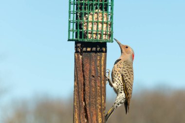 Güzel kuzey titreşimli süet almak için dışarı çıktı. O büyük bir ağaçkakan türüdür. Onun altın renkli tüyleri güneşte biraz parlıyor. Tüylerindeki siyah benekler kamuflaja yardımcı oluyor..
